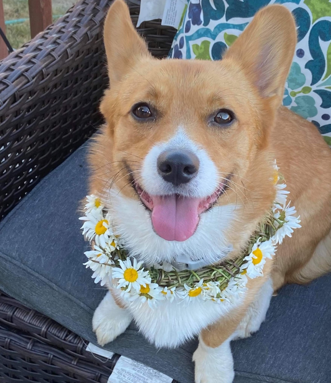 Pembroke Welsh Corgis from Winterton Farm & Homestead