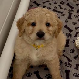 Butterscotch - Cream female Goldendoodle puppy in Pensacola, Florida from Goldendoodles Love You in Pensacola Friend Edition