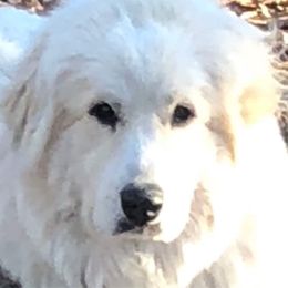 Wells Providence Phoebe Noel of Allen Wags & Woolies - Unknown