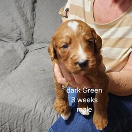 Dark green male - Red male Bernedoodle puppy in Fairmount, Indiana from Capens' Doodles,Poodles and Poo's