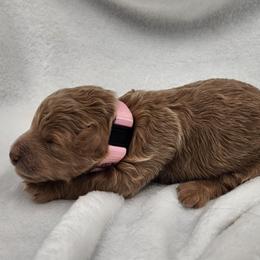 Pink - Apricot female Goldendoodle puppy in Webster, New York from Sacred Heart Doodles