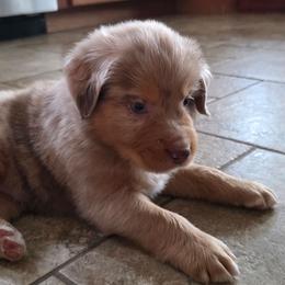 Beckham FIFA - Red merle male Australian Shepherd puppy in Solon, Maine from Mountain Range Australian Shepherds