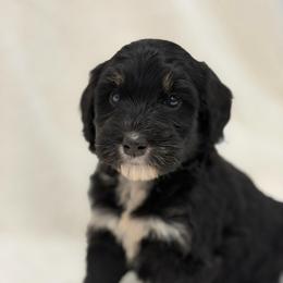 Miss Mango - Tri-color female Bernedoodle puppy in Hegins, Pennsylvania from Bubbling Springs Doodles, LLC