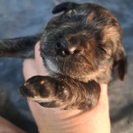 Axel - Chocolate merle male Bernedoodle puppy in Lafayette, Alabama from Williams Lake Doodles