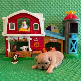Reed - Cream and white male Shih Tzu puppy in Success, Missouri from Sweet Success