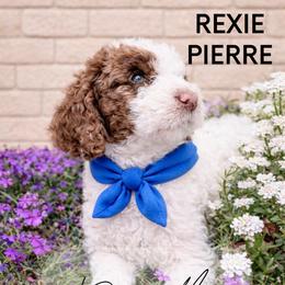 Rexie - Brown male Whoodle puppy in Knoxville, Tennessee from Fleury Farm Doodles TN