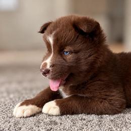 Rhiannon - Red and white female Siberian Husky puppy in Oakwood, Ohio from Moonlight Siberian Huskies