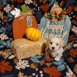 Boy 4 - White Coton de Tulear puppy in Middletown, Ohio from Carousel Cotons