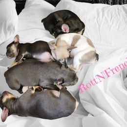 French Bulldog and Rottweiler Puppies from Rott'N'Frenchies