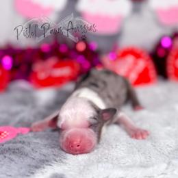 Pookie - Blue merle female Toy Australian Shepherd puppy in Liberty Hill, Texas from Pistol Paws Aussies