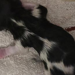 Biewer Terriers from Biewer Terriers by Rimba