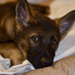 German Shepherds from Sternenlicht Kennel