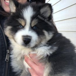 Pomsky Puppies from Kingdom Pomskies