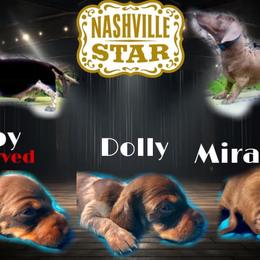 Miranda - Chocolate Dachshund puppy in Florida from Lazy Acres Farm