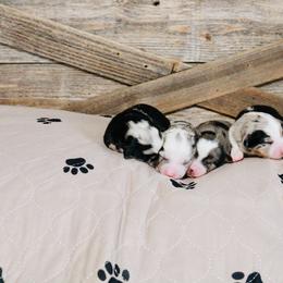 Miniature Australian Shepherd Puppies from Broken T Australian Shepherds