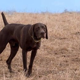 Beau  - German Shorthaired Pointer