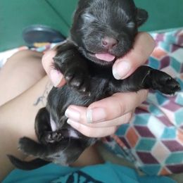Dalmatian and Havanese Puppies from Anni's Spots