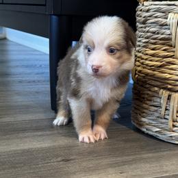 Girl 2 - female Australian Shepherd puppy in Ludowici, Georgia from Raven Creek Farms