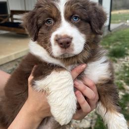 Australian Shepherd Puppies from Kreger Farms
