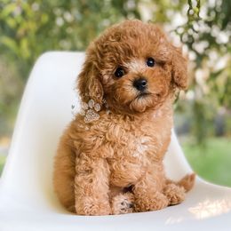 Poppy - Cavapoo