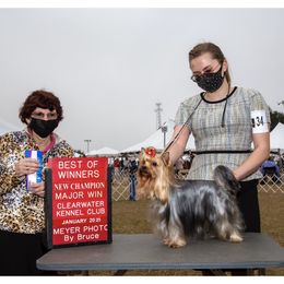Jai - Yorkshire Terrier