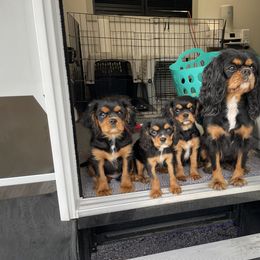 Cavalier King Charles Spaniel Puppies from Meant To Be Cavalier King Charles Spaniels