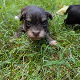 Girl 1 - Black female Havanese puppy in Zanesville, Ohio from Charlotte Landry