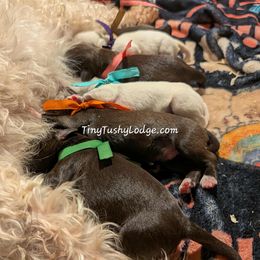 Miniature Schnauzer and Yorkshire Terrier Puppies from Tiny Tushy Lodge