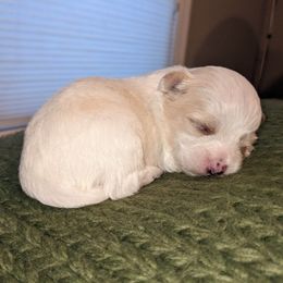 Havanese and Rottweiler Puppies from AKC Rottweilers and Havanese