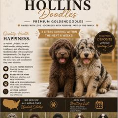 Assorted Doodle Crosses puppies from Hollins Doodles