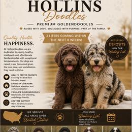Assorted Doodle Crosses puppies from Hollins Doodles
