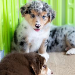 Maui - Blue merle female Miniature American Shepherd puppy in Groesbeck, Texas from Empire Miniature American Shepherds