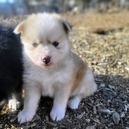 Pomsky Puppies from Schofield Homestead Pomsky's