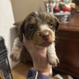Boy 2 - Piebald male Dachshund puppy in Dobson, North Carolina from Oakleys Dachshund Haven