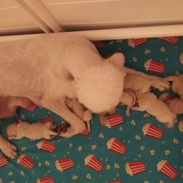 Poodle Puppies from Barbi's Standards