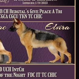Elvira - German Shepherd