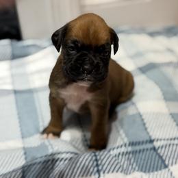 Boy 1 - Fawn male Boxer puppy in Prestonsburg, Kentucky from Bre’s Boxers