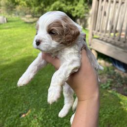 Cavapoo Puppies from Campbell Cavapoos