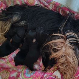 Poodles, Yorkipoos, and Yorkshire Terriers from Desert Flower Breeders