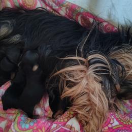 Poodles, Yorkipoos, and Yorkshire Terriers from Desert Flower Breeders