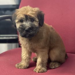 Australian Shepherd and Soft Coated Wheaten Terrier Puppies from BellSharps Australian Shepherds