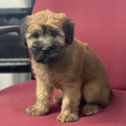 Australian Shepherd and Soft Coated Wheaten Terrier Puppies from BellSharps Australian Shepherds