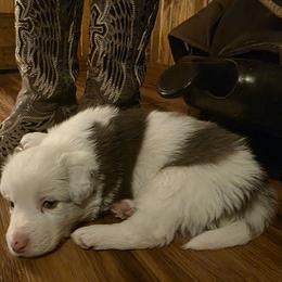 Border Collie puppies from Broken Spur Farm