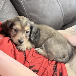 Fern - Cream male Dachshund puppy in Fort Worth, Texas from The Holloway Dachshunds