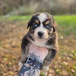 Puma - Blue merle female Australian Shepherd puppy in London, Kentucky from Kenmont Kennels