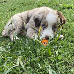 Miniature Australian Shepherd and Toy Australian Shepherd Puppies from Rye Hill Aussies