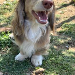 Benny - Dapple male Dachshund puppy in Cherry Valley, California from Sugar and Spice Dachshunds