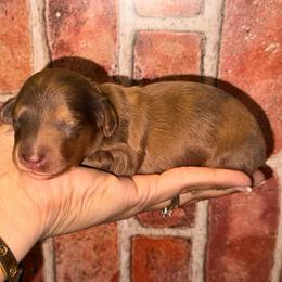 Shaded red dapple boy - Red male Dachshund puppy in North Auburn, California from Northern Doxie