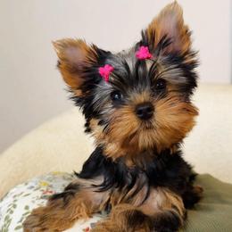 Genevieve - Black and gold female Yorkshire Terrier puppy in North Port, Florida from Noble Pets