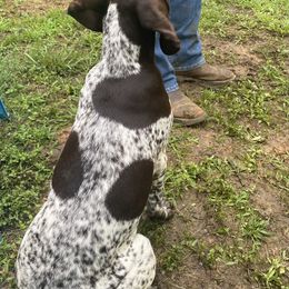 German Shorthaired Pointer Puppies from Howell Farm GSP